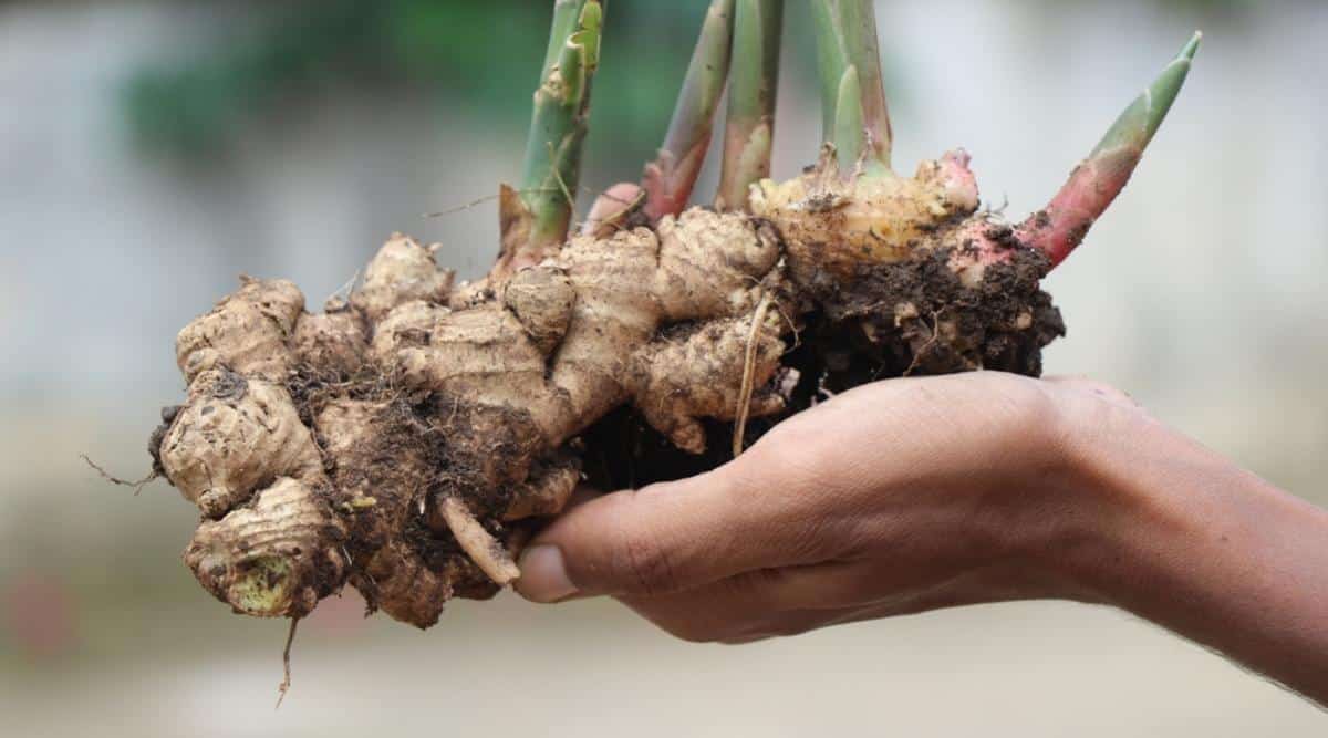 grow and care ginger plant copy
