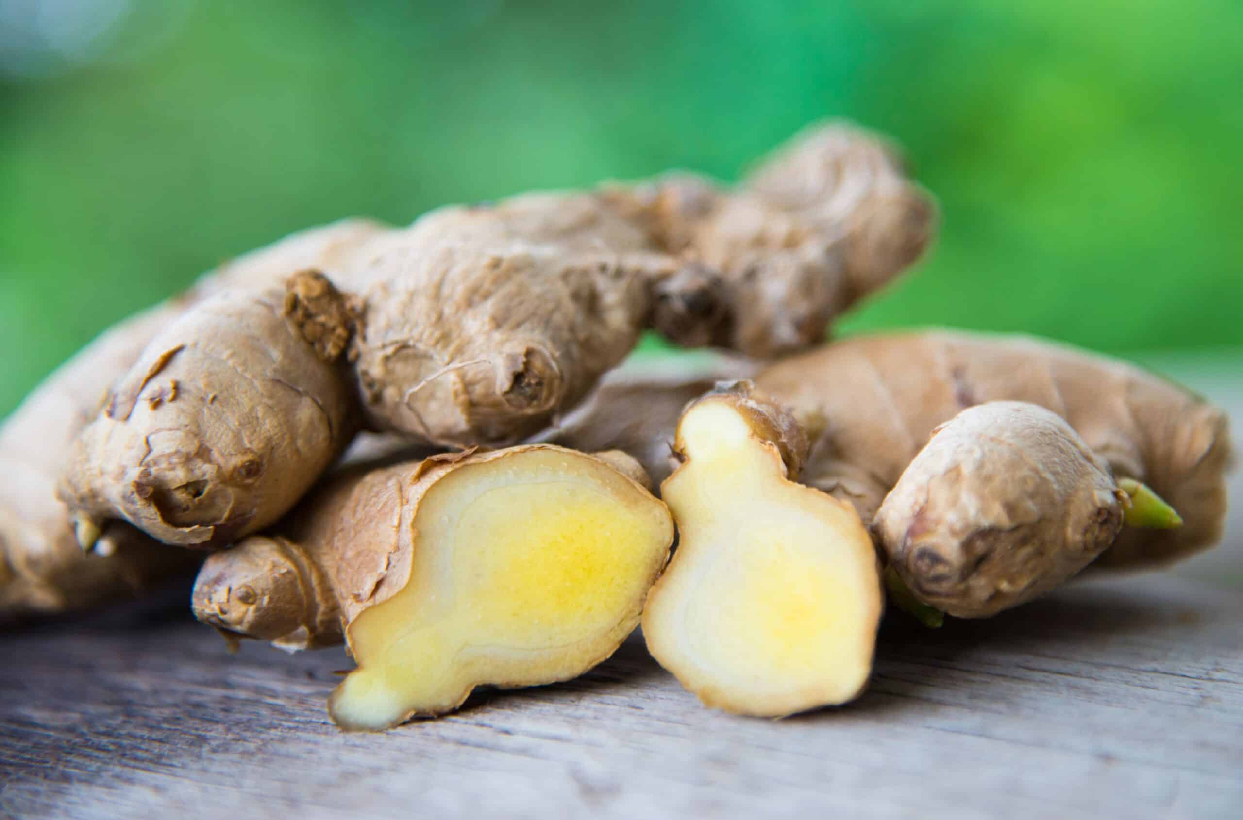 grow and care ginger plant