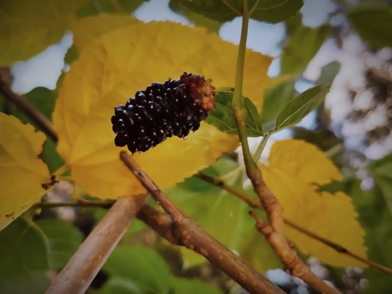 grow and care mulberry tree