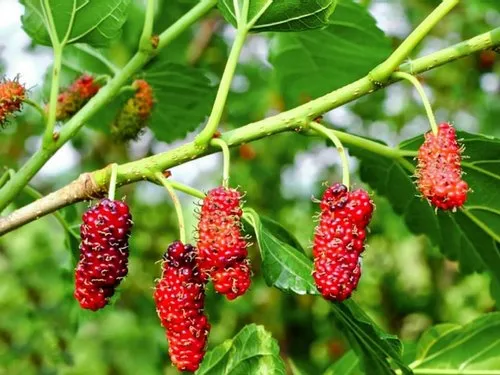 grow and care mulberry tree