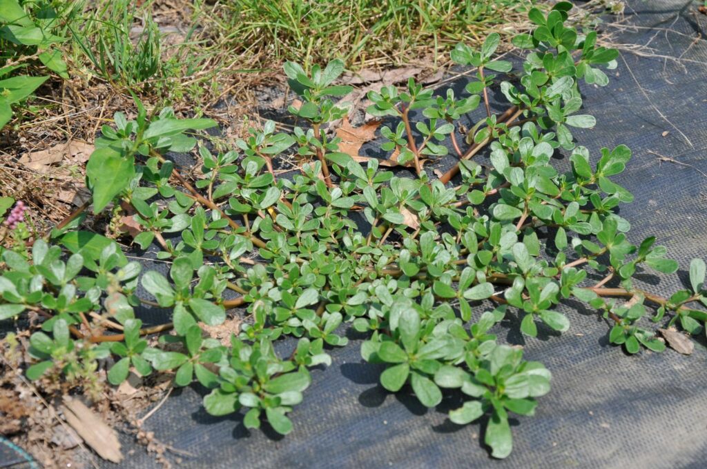 How to Plant, Grow and Care Purslane