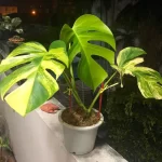 grow variegated monstera