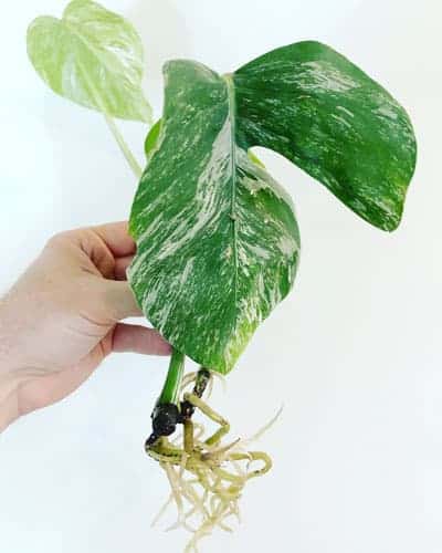 grow variegated monstera copy