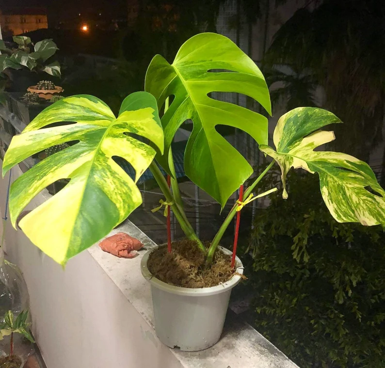 grow variegated monstera