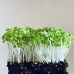 microgreens