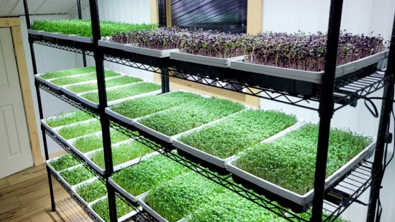 How To Grow Microgreens