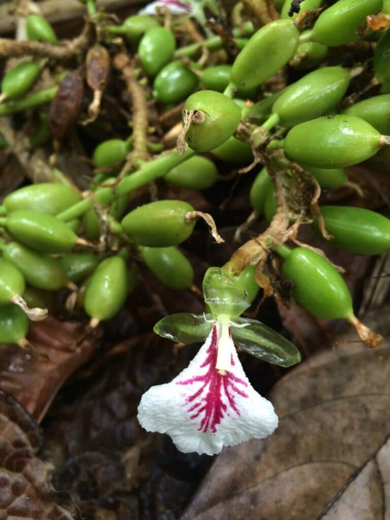 How to Plant, Grow and Care Cardamom 5 cardamom plant