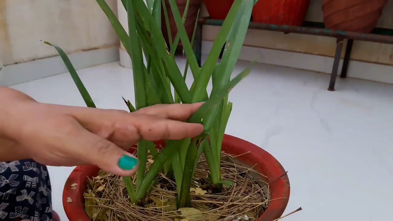 how to grow rajnigandha flower