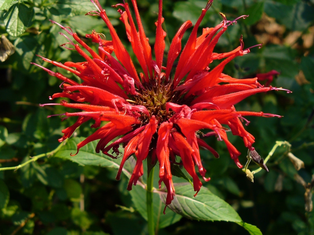 types of flowers