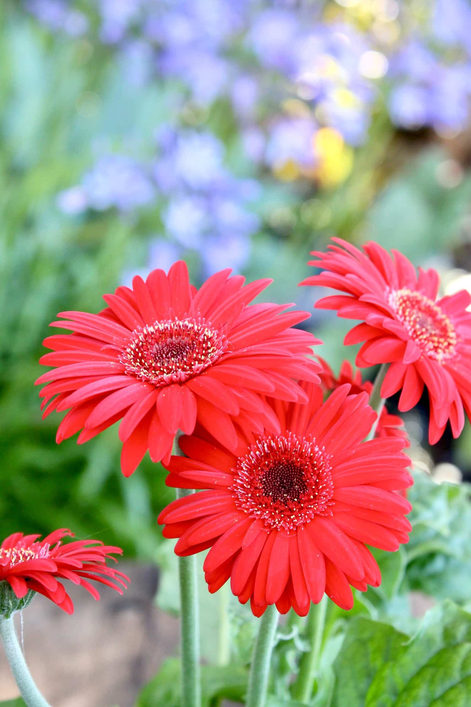 types of red flowers