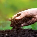 prepare soil for planting