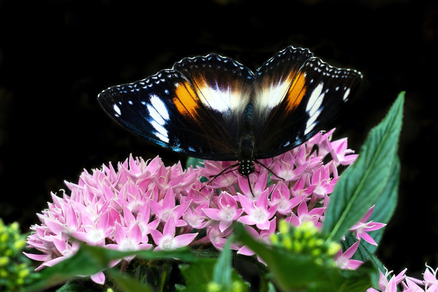 plants that attracts butterflies