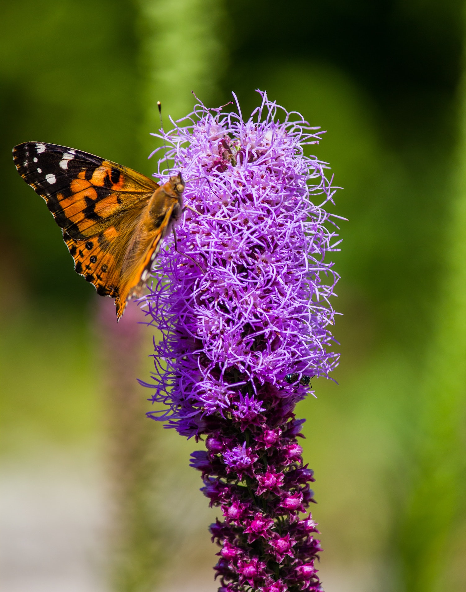 plants that attracts butterflies