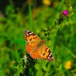 plants that attracts butterflies